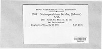 Melampsoridium betulinum image